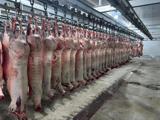 Баранина мясо куй гушти