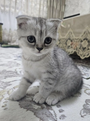 Scotish fold shinshilla